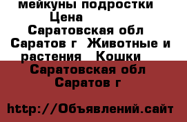 мейкуны подростки › Цена ­ 5 000 - Саратовская обл., Саратов г. Животные и растения » Кошки   . Саратовская обл.,Саратов г.